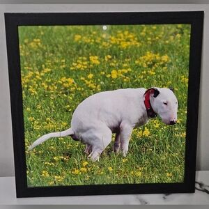 Pooping Bull Terrier Framed Photo (12"x12")